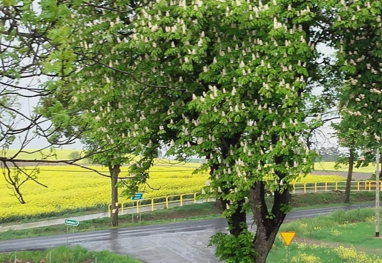 Noclegi Zdzislaw Sieradzki Zbiczno Kültér fotó